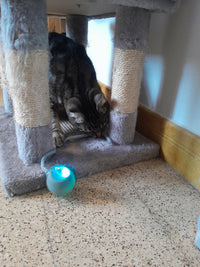 le chat lucky jouant avec la balle intelligente grise  à lumière LED et mouvement autonome