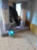 le chat lucky jouant avec la balle intelligente grise  à lumière LED et mouvement autonome