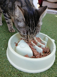Gamelle anti-glouton en cours d'utilisation par le chat lucky avec de la pâté
