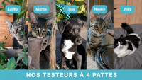 Lucky, Marbo, Titus, Nooky et Joey, les cinq animaux testeurs de Waffly