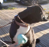 SteamBrush™ - Brosse de massage vapeur . Toilettage sans stress pour chien et chat.