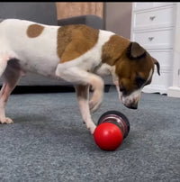 Ditributeur de croquette alliant santé , agilité et réconfort contre la solitude de ton chien