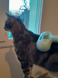 SteamBrush™ - Brosse de massage vapeur . Toilettage sans stress pour chien et chat.