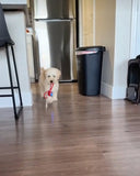 Balle rassurante pour chien ou chat contre la solitude . Chien et chat anxieux