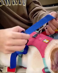 Ceinture de sécurité voiture pour chien ou chat