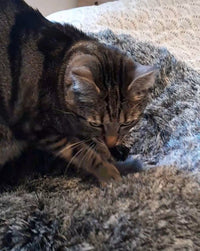 SnugBed™ - Lit douillet pour petit chien ou chat . Idéal pour leur santé et offre un sommeil réparateur