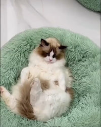 SnugBed™ - Lit douillet pour petit chien ou chat . Idéal pour leur santé et offre un sommeil réparateur