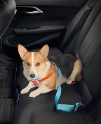 Ceinture de sécurité voiture pour chien ou chat