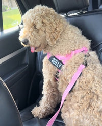 Ceinture de sécurité voiture pour chien ou chat